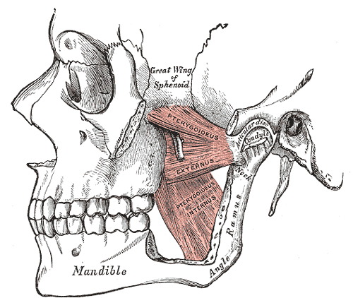 About TMJ and How to Reduce the Symptoms - Avila Dental
